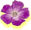Ongerup Wildflower Display