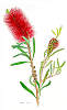 Callistemon Phoeniceus