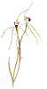 Caladenia Hybrid