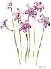 Elythranthera Brunonis