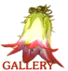 Gallery - Collection of various Wildflower images