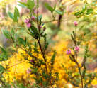 Cranbrook Wildflower Display