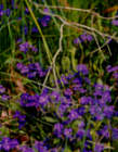 Porongurup Wildflower Festival