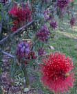 Esperance Wildflower Festival