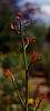 Photograph by RF Walker - Manjimup