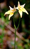 Photograph by RF Walker - Manjimup