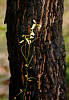 Photograph by RF Walker - Manjimup