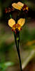 Photograph by RF Walker - Manjimup