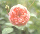 Festival Of Country Gardens