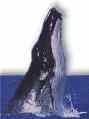 Click here to visit Whale Watchers Page