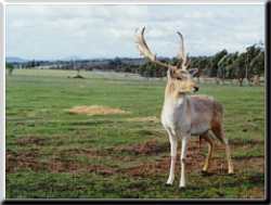 View the Magnificent Hard Antler, Red & Fallow Deer