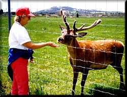 feeding the deer by hand